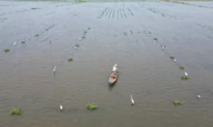 Giăng trận địa bắt cò di cư